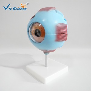 Modelo de globo ocular ampliado de PVC de alta calidad, aumento de 6x, modelo anatómico para enseñanza médica. - Product Image 2