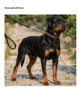 Laisse de traction à huit brins pour chiens de taille moyenne à grande, en matériau Cortex – Corde de promenade pour <span class=keywords><strong>Golden</strong></span> Retrievers et Berger Allemands - Product Image 6