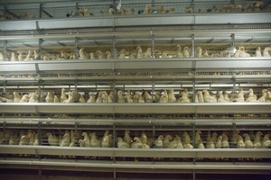 Nouvelles cages à batterie automatiques à 4 niveaux de type H réglables en fil d'acier à faible teneur en carbone pour 20 000 poules pondeuses, durée de vie 15-20 ans - Product Image 2