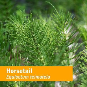 Private Label naturale equiseto estratto liquido liquido gocce Equisetum Arvense integratore a base di erbe - Product Image 4
