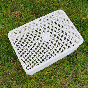 Caja rectangular de plástico con malla ventilada para transporte de pollitos de hongos, HDPE, moldeada por inyección de un solo uso. - Product Image 2