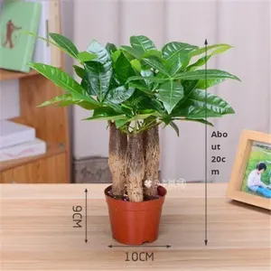 ต้นไม้ดอกไม้แห่งโชคลาภ บอนไซในกระถาง ต้นไม้เงินขนาดใหญ่สำหรับตกแต่งภายในห้องนั่งเล่น - Product Image 6