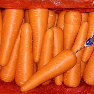 <span class=keywords><strong>Carottes</strong></span> fraîches 10 <span class=keywords><strong>kg</strong></span>, emballage en cartons, fournitures de <span class=keywords><strong>carottes</strong></span> fraîches - Product Image 2