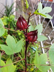 Obral Basis Penanaman ROSELLE Kembang Sepatu Merah Kering Bunga Sabdariffa untuk Dijual - Product Image 5