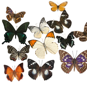 Bướm Mẫu Vật Động Vật Taxidermy Bất Côn Trùng Mẫu - Product Image 1