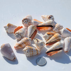 Caracoles de <span class=keywords><strong>boca</strong></span> roja, 5-7cm, agujeros de conchas marinas de animales pulidos naturales, accesorios de carillón de viento con tema de amor DIY, guarderías de recuerdo - Product Image 1