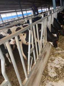 Nuove attrezzature automatiche per l'allevamento di bovini da latte-pannello per bestiame in acciaio con presa di testa della mucca utilizzato per le industrie agricole di impianti di produzione al dettaglio - Product Image 3