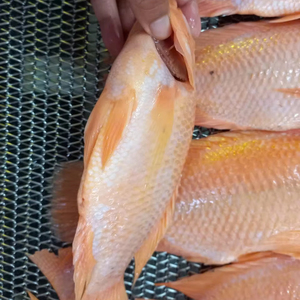 Tilapia <span class=keywords><strong>roja</strong></span> congelada de alta calidad de primera calidad redonda - Product Image 1
