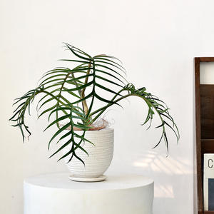 Ensemble de pots de fleurs en céramique nordique moderne, simple, respirant, durable, haut de gamme, de luxe léger, avec plateau, pour orchidées Phalaenopsis vertes de bureau - Product Image 2