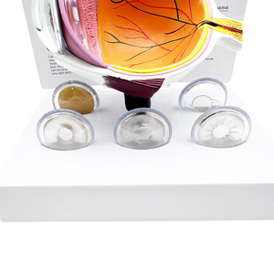 ราคาโรงงาน ตาจำลอง IE-2 สำหรับใช้ในคลินิกจักษุ - Product Image 3