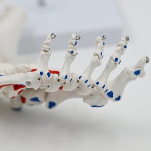 Modèle anatomique de <span class=keywords><strong>pied</strong></span> et de cheville humains grandeur nature pour l'enseignement médical, avec marquages des insertion musculaires, certifié ISO CE - Product Image 4