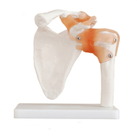 Modelo de articulación de hombro de esqueleto humano, simulación de plástico, tipo de anatomía médica