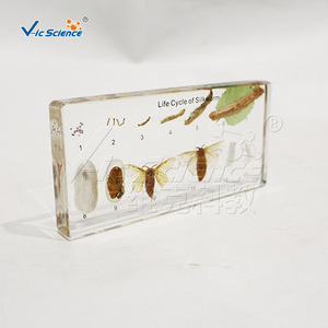 Muestras del ciclo de vida del gusano de seda; proceso de crecimiento y desarrollo del gusano de seda; equipo de popularización científica para escuelas - Product Image 3