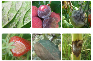 Dimetomorfo 80% WG WDG, <span class=keywords><strong>Fungicida</strong></span> de Alta Potencia para el Control de la Plaga de Mildew en Uvas y Vegetales, Pesticida Protector - Product Image 2