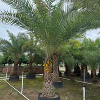 Penjualan Pohon Kurma Asli Gaya Arab Saudi untuk Dekorasi Luar Ruangan, Pohon Kurma Hidup Besar, Tanaman Hias Grosir