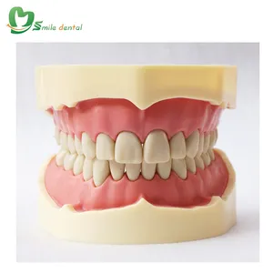 מודל שיניים רגיל מודל שיניים סטנדרטי