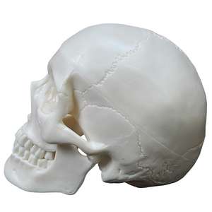 Mini modelo de cráneo blanco estándar con divisiones - Herramienta educativa de anatomía - Product Image 3