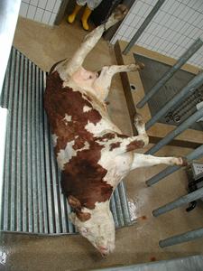 Ligne d'habillage d'abattoir de bovins <span class=keywords><strong>halal</strong></span> design moderne machines de <span class=keywords><strong>boucherie</strong></span> de bovins équipement d'abattoir de boeuf machine d'abattage de vaches - Product Image 3