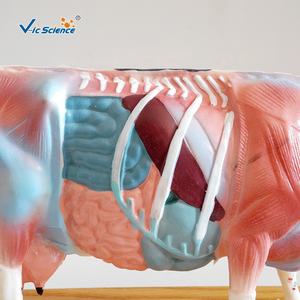 एक्यूपंक्चर मुक्त गाय जानवर शरीर रचना मॉडल के साथ 3 डी मॉडल पशु एक्यूपंक्चर मॉडल के साथ एक्यूपंक्चर मॉडल - Product Image 2