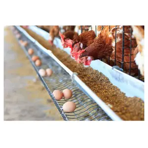 Factory direct sale A Type Egg layer chicken cages for 2000 hens poultry farm construction For Sale