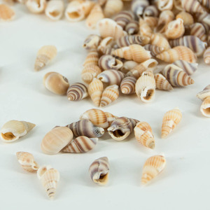 Petits chouches mixtes en coquillage de plage, pièces, décoratif, DIY, bougie, gelée, haricots, adhésif, cadre Photo, accessoires, coquillage de plage - Product Image 5