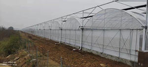 Serre agricole multi-span bon marché pour la culture hydroponique choux tomates - Product Image 3