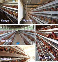 Meilleures Offres : Cages à Poules Pondeuses pour l'Élevage Avicole au Pakistan – Cages en Batterie pour Poules Pondeuses à Vendre