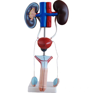 Modelo de Sistema Urinario Masculino Humano A1083, Modelo de Enseñanza Médica, Modelo Anatómico de Riñón Humano - Product Image 1