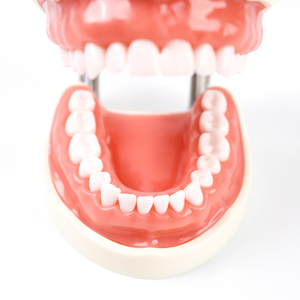 Modelo de Demostración Dental Estándar de 32 Dientes, Herramientas de Enseñanza y Entrenamiento de Odontología y Estomatología - Product Image 4