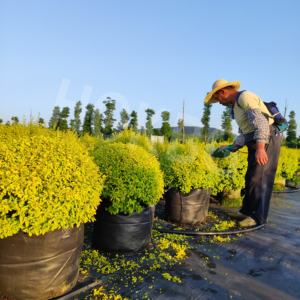 Muestras gratis macetas de tela de plástico de 5/10/15/20/25/35/50/75/80/110/135/200 galones con asas bolsa de cultivo tejido PP para flores y plantas - Product Image 1
