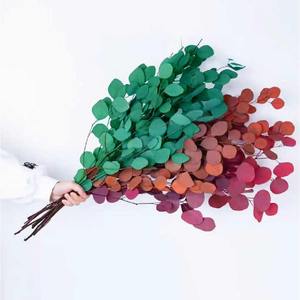 Hojas de Eucalipto Eternas 120g, Ramo de Hojas de Eucalipto Silver Dollar, Ramo de Hojas de Eucalipto Preservadas, Arreglo Floral - Product Image 1