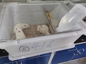 Cage d'élevage pour rongeurs en acier inoxydable 304 SS3, 485x350x200mm, avec plateau amovible et bouteille anti-fuite pour rats, <span class=keywords><strong>hamsters</strong></span>, lapins - Product Image 5