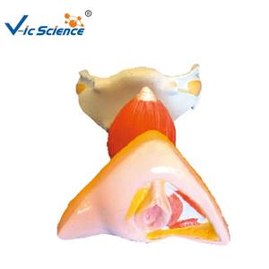 Медицинская анатомическая модель: внутренняя и внешняя анатомия женских половых органов, анатомия женской репродуктивной системы - Product Image 1