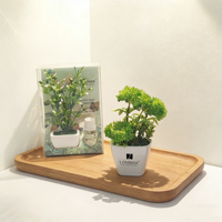 Diffuseur d'huiles essentielles en céramique de haute qualité 10 ml, kit d'aromathérapie écologique pour la maison avec plante artificielle, vente en gros