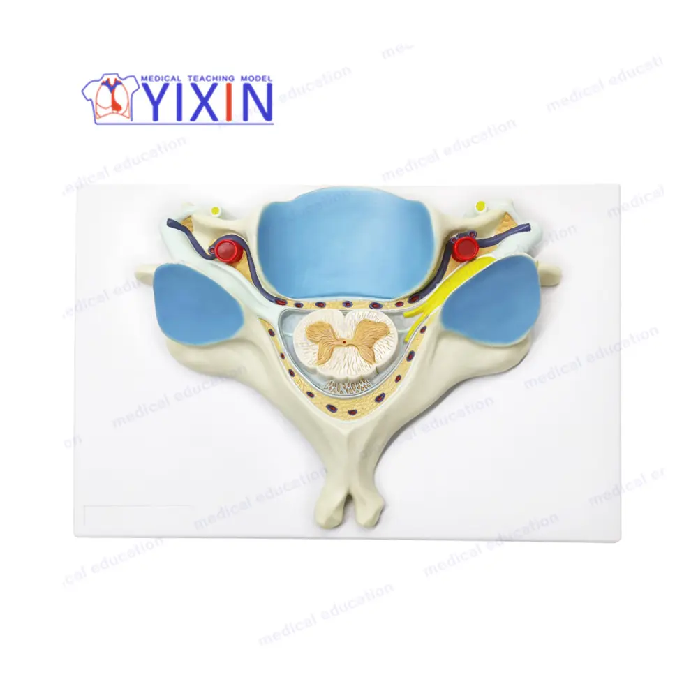Enlarged 5th cervical vertebra spine model with spinal cord human anatomy skeleton part for medical science teaching