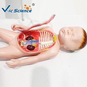 Modèle de circulation sanguine fœtale, modèle de cordon ombilical et de placenta pour nouveau-né, organes internes du nourrisson (détachables et - Product Image 1
