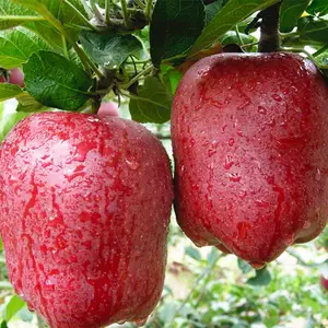 Pomme de haute qualité prix à l'exportation approvisionnement d'usine Chine pomme fraîche pomme rouge fraîche