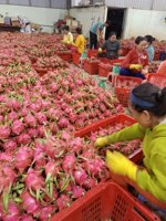 Ninh Thuan Dragon Fruit AA Kwaliteit Wit Vlees 100% Rijp Vers Export India Hongkong 50 Dagen Houdbaarheid Contact WHATSAPP 0084
