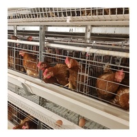Dimension de type H pour cage de poulet 100000 cages de batterie de cage de poulet pliables pour couche de poulet de volaille avec du fumier