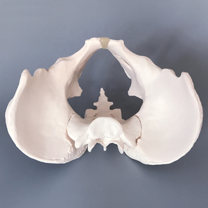 医学教育用解剖模型 プラスチック製 実物大 人間骨盤 大人女性骨盤模型 - Product Image 3