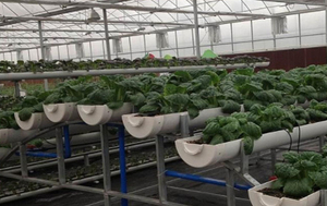 Rau lá nft thủy canh kênh nft thủy canh - Product Image 2