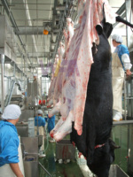Abattoir de bovins d'abattoir moderne Équipement complet pour ligne de traitement de boucherie de vache