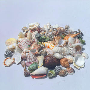 Concha Natural de 2-8cm, estrella de mar, pez para paisajismo, <span class=keywords><strong>cangrejo</strong></span> ermitaño pulido, botella de mensaje de repuesto de carcasa táctil <span class=keywords><strong>Real</strong></span> - Product Image 3