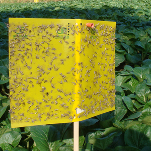Vendita calda trappola per il controllo dei parassiti allo stato solido 20*25cm per interni/esterni per serra mosca tarme gialle appiccicose Logo personalizzato - Product Image 2