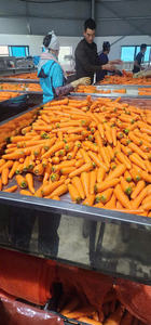 Zanahoria congelada dulce fresca al por mayor proveedor de Vietnam alta calidad orgánica vitamina para exportación - Product Image 6