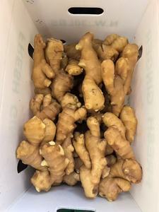 %100 Doğal Organik Zencefil Yüksek Kalite En İyi Fiyat Taze Genç Zencefil Kökü Şandong'dan Doğrudan Şandong Çiftliği - Product Image 6
