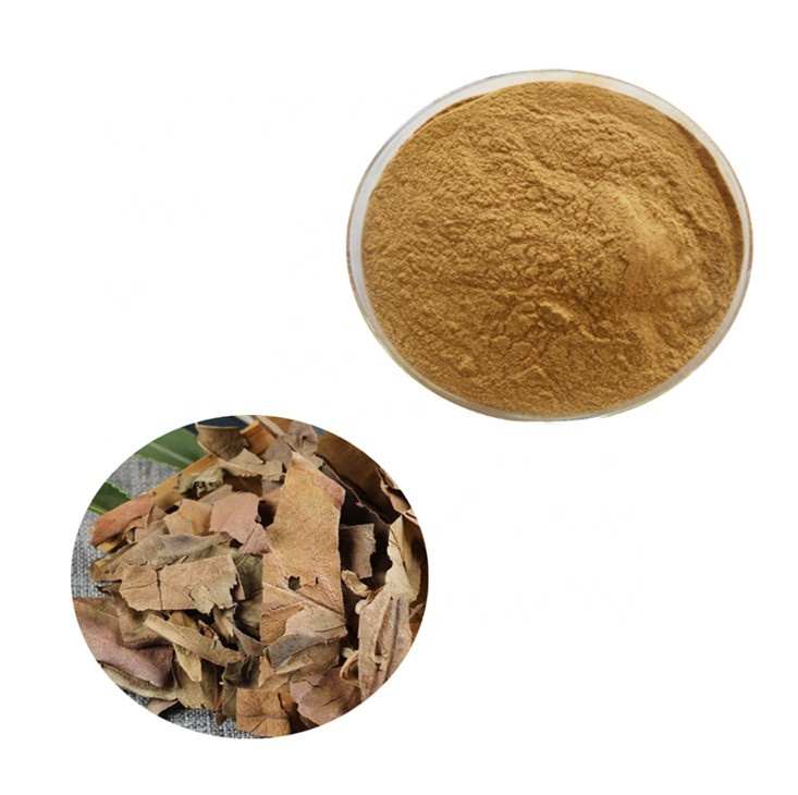 Extrato de folha de caxemon 10% tannina em pó para cuidados com a saúde