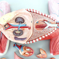 Modèle d'anatomie de chat grandeur nature 10 pièces Muscles et organes internes d'animaux modèle 3D enseignement de la biologie médicale féline