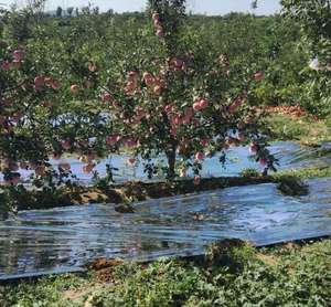 Agricultura Manzana Huerto Película de PE reflectante Papel de aluminio Laminado Película de mantillo agrícola Película reflectante solar de 18 micrones - Product Image 1