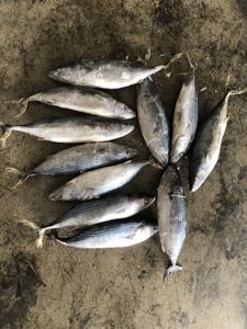 1000g + जमे हुए बोनिटो मछली उछाल ट्यूना - Product Image 6